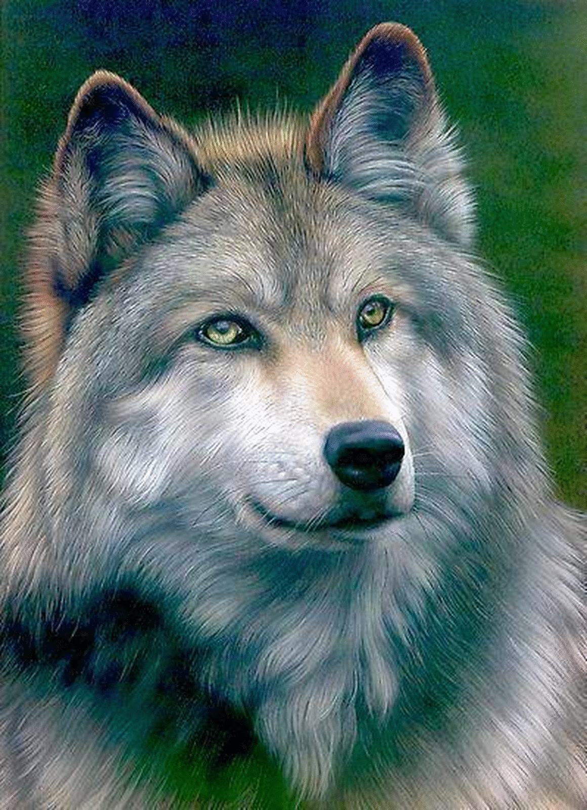 loups-page-2